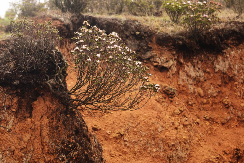 牛棚梁子全部视频,牛棚梁子