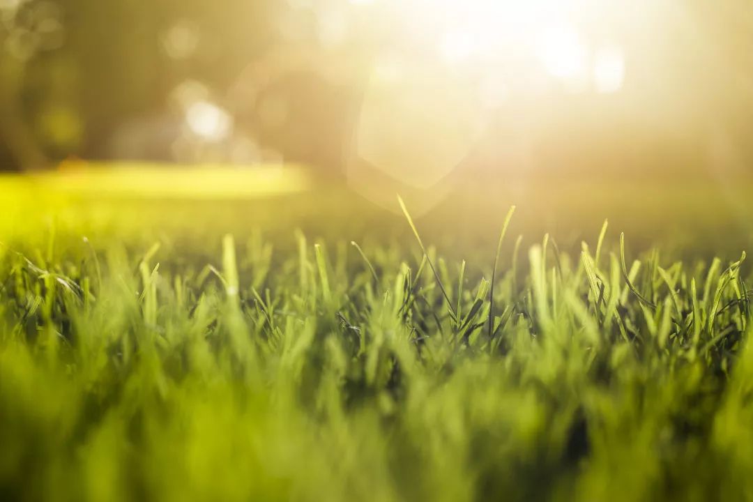 汪曾祺我的家乡预习,汪曾祺我的家乡读书笔记