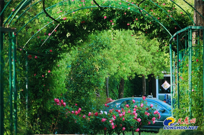 南京玫瑰园开园时间,满园春色关不住郁金香