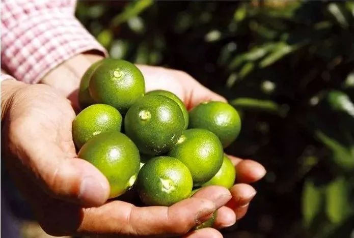 现在市场上脱发育发露有效果吗,防脱育发露对雄激素脱发有效果吗