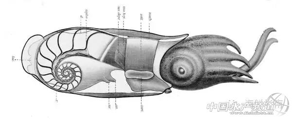 如何区分章鱼墨鱼鱿鱼,怎么区分章鱼乌贼墨鱼鱿鱼