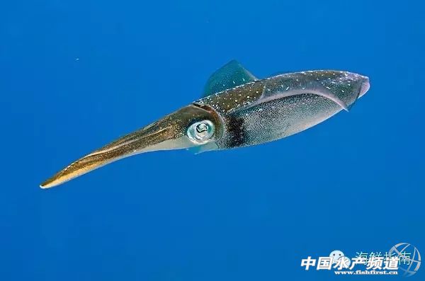 章鱼鱿鱼墨鱼乌贼区别,如何区分章鱼墨鱼鱿鱼