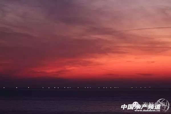 你会区分章鱼鱿鱼墨鱼和乌贼吗,八爪鱼章鱼鱿鱼墨鱼乌贼的区别