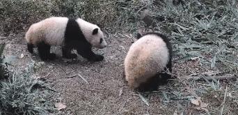 熊猫萌啦,熊猫萌