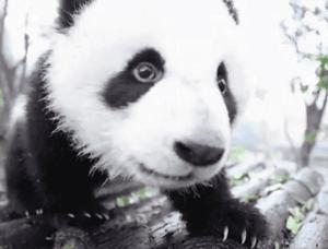 【荐读】熊猫:萌啥子哟,我是要雄起!