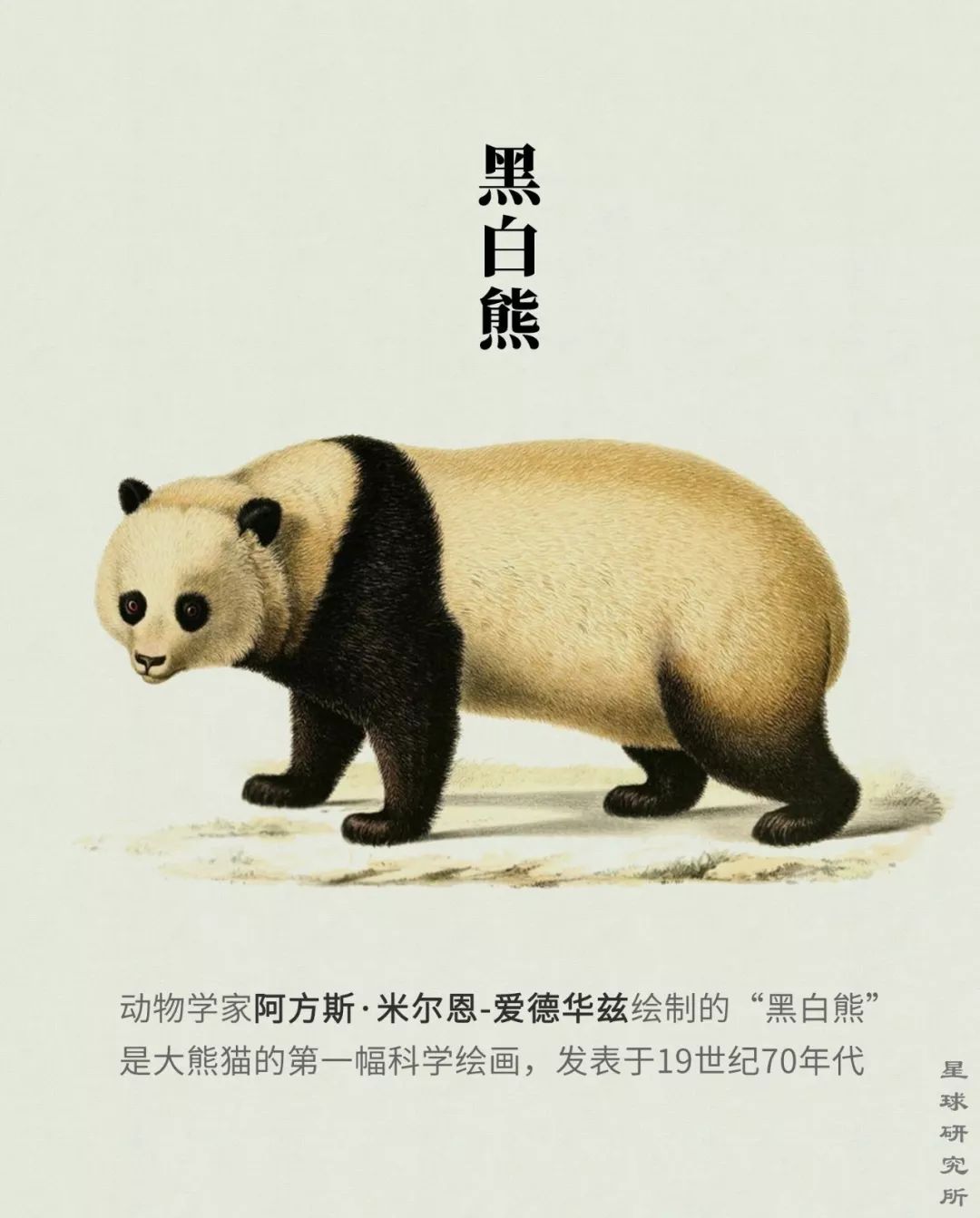 熊猫萌到什么程度,熊猫萌