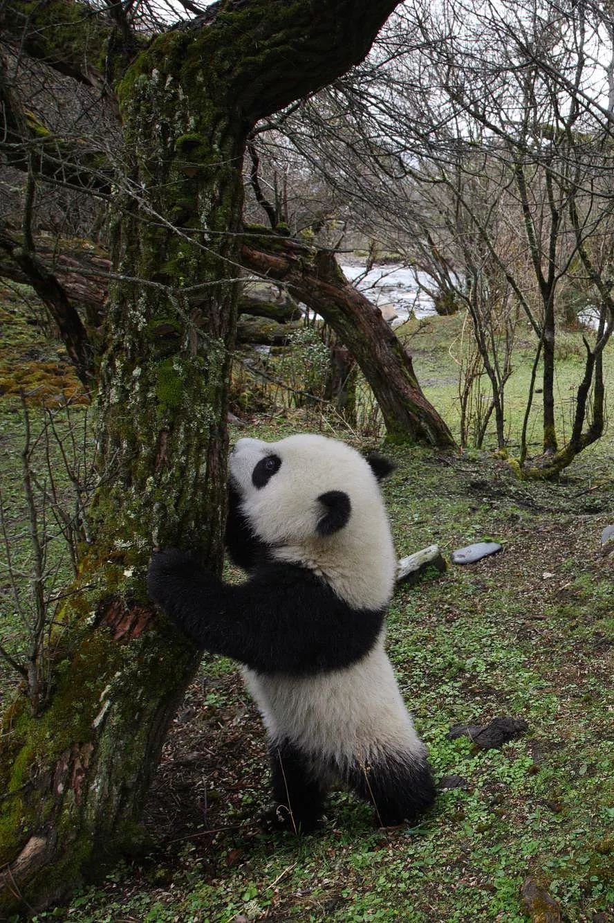 熊猫萌啦,熊猫萌