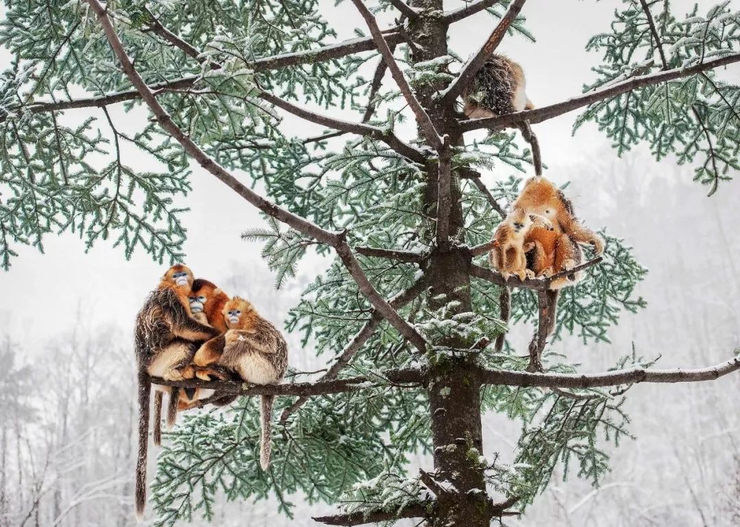 熊猫萌啦,熊猫萌