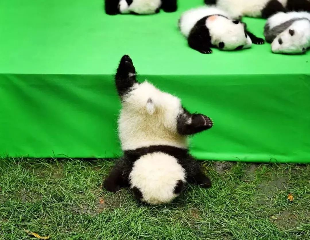 【荐读】熊猫:萌啥子哟,我是要雄起!