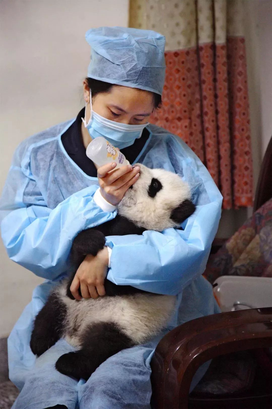 【荐读】熊猫:萌啥子哟,我是要雄起!