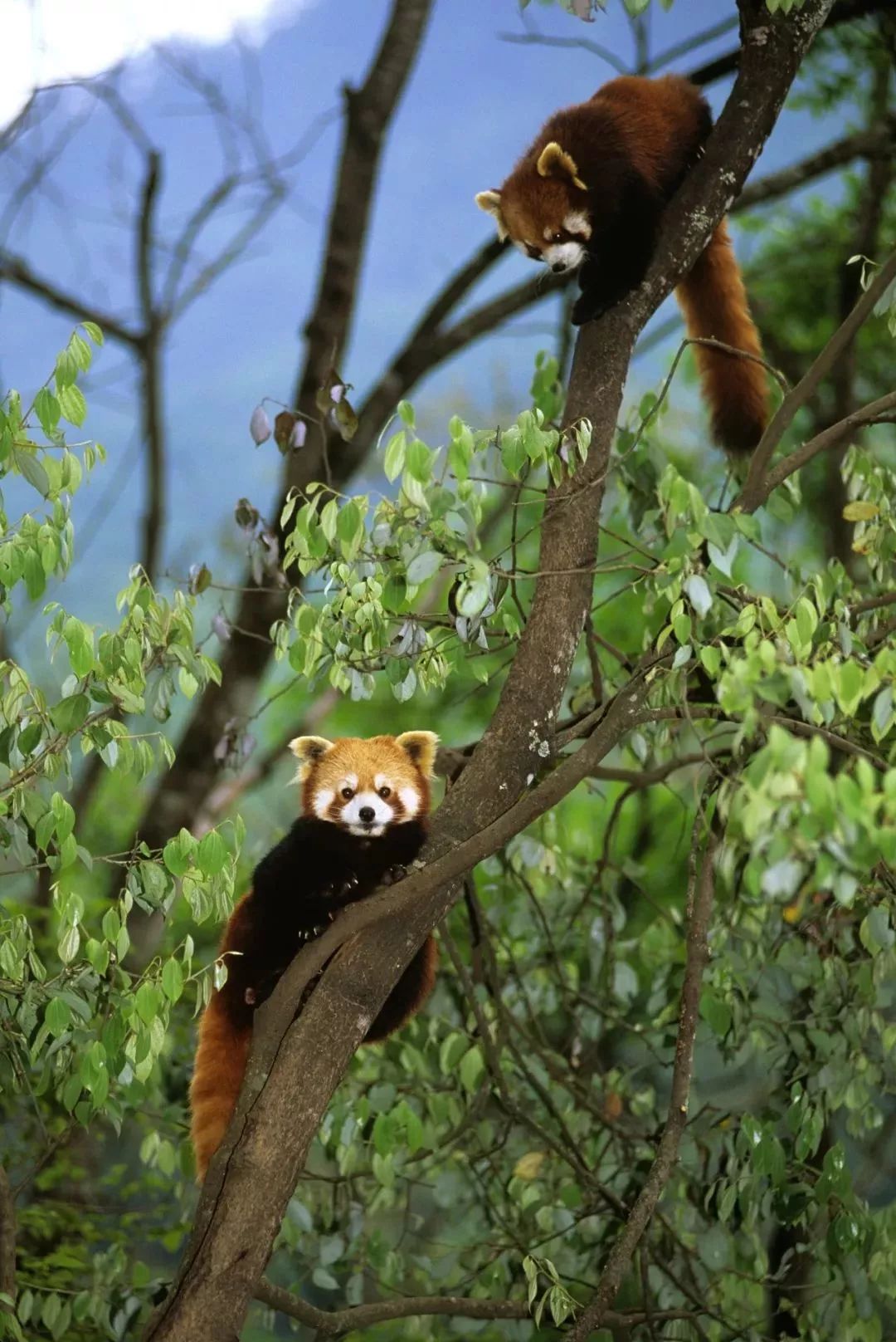 【荐读】熊猫:萌啥子哟,我是要雄起!