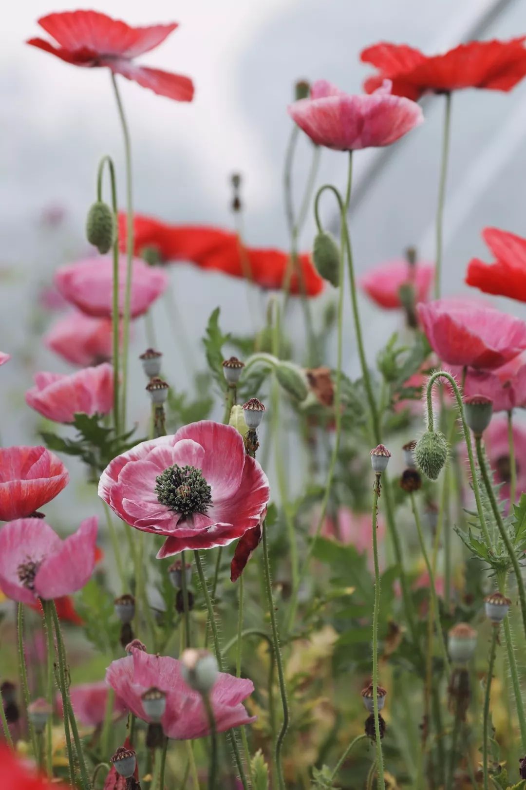 北京最美花店在哪里,北京哪个花店最美丽又好看