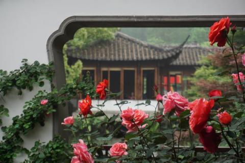 杭州郭庄月季展示,月季之城廊坊