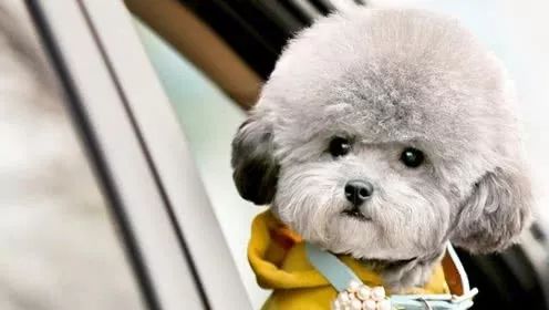 入门级铲屎官热门问题大盘点——你想知道的这里都有