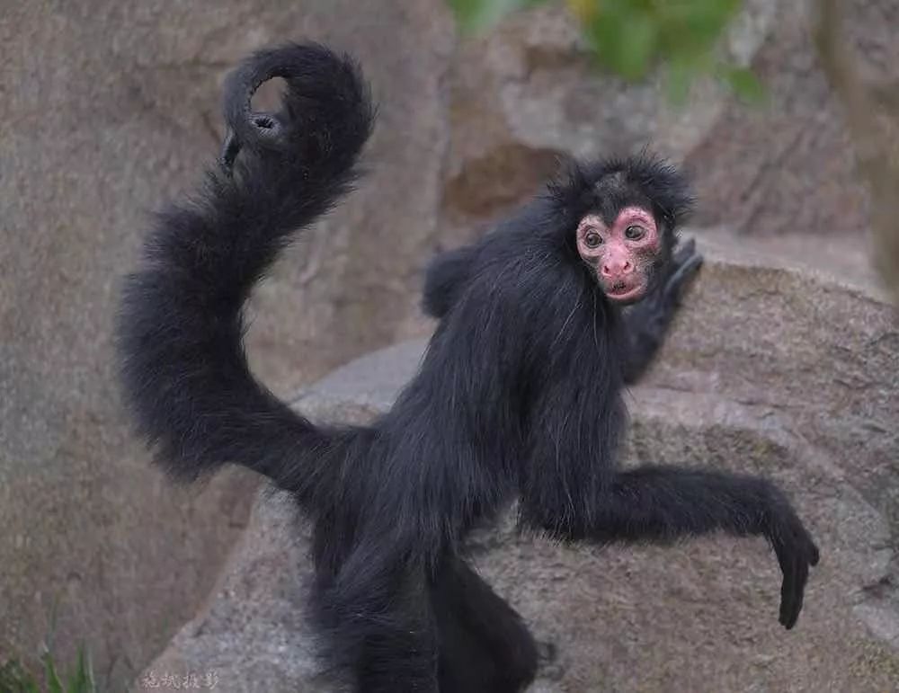 上海野生动物园游览攻略,上海野生动物园的旅游路线示意图