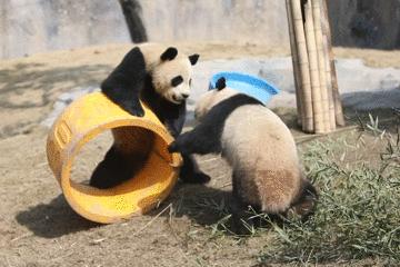 上海野生动物园游览攻略,上海野生动物园的旅游路线示意图