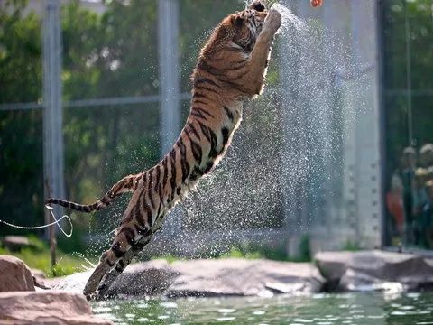 上海野生动物园游览攻略,上海野生动物园的旅游路线示意图