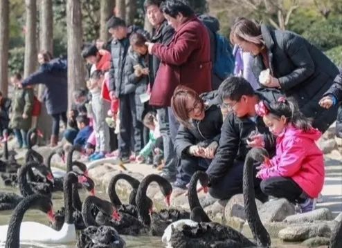 去处｜你真的知道怎么玩转上海野生动物园吗？最全指南在这里！