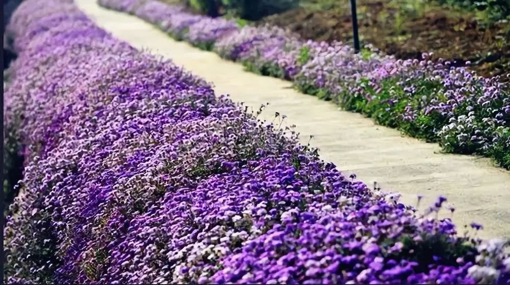 不必远行自有风景,不必远行在家度假