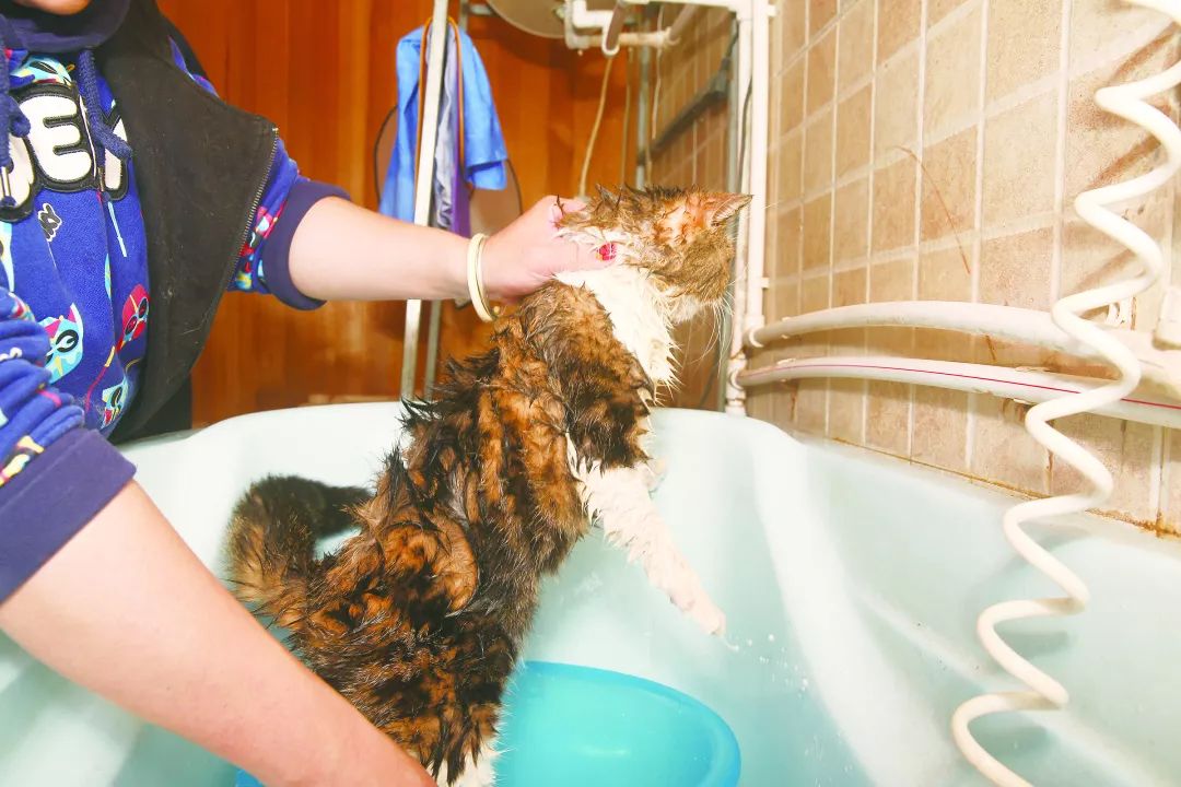 用硫磺皂给猫咪洗澡,猫咪不肯洗澡怎么办