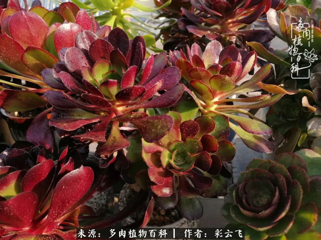 爱春天,爱阳光,爱法师!让我们一起跳法师坑吧!