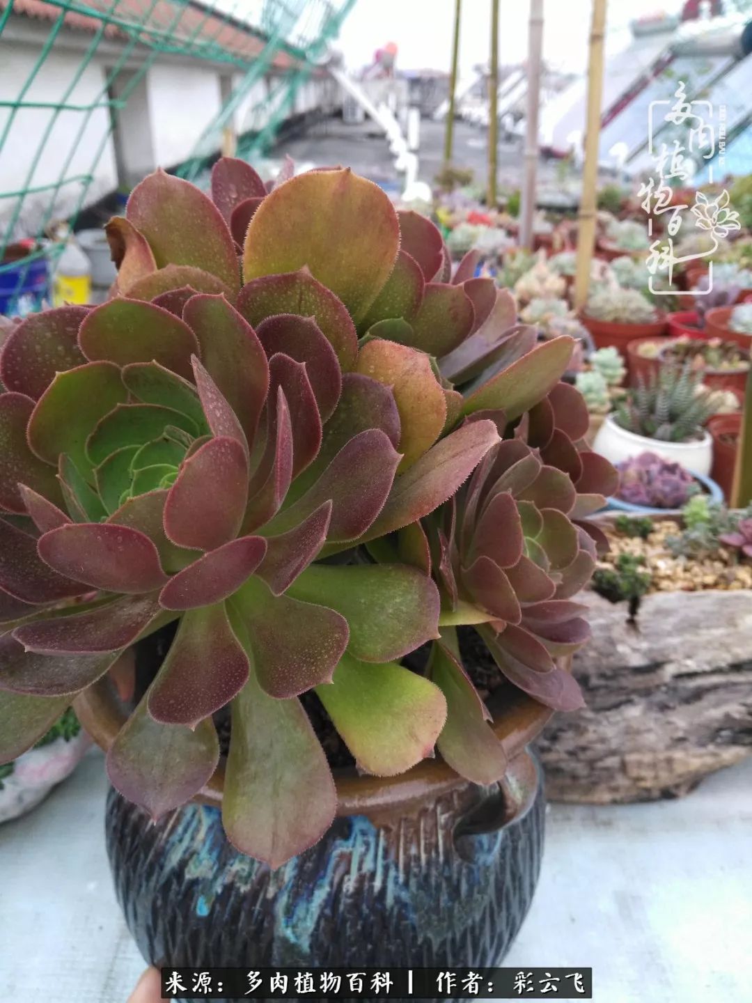 爱春天,爱阳光,爱法师!让我们一起跳法师坑吧!