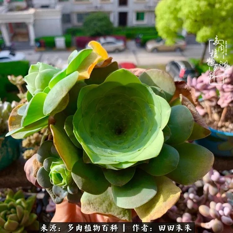 玫小青,7月份了山地玫瑰该怎么养