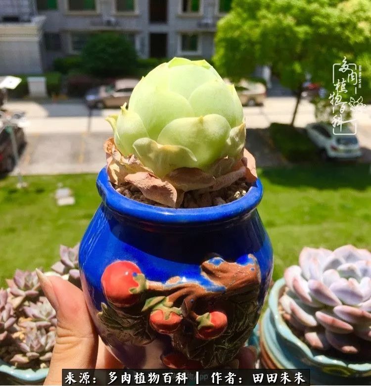 玫小青,7月份了山地玫瑰该怎么养