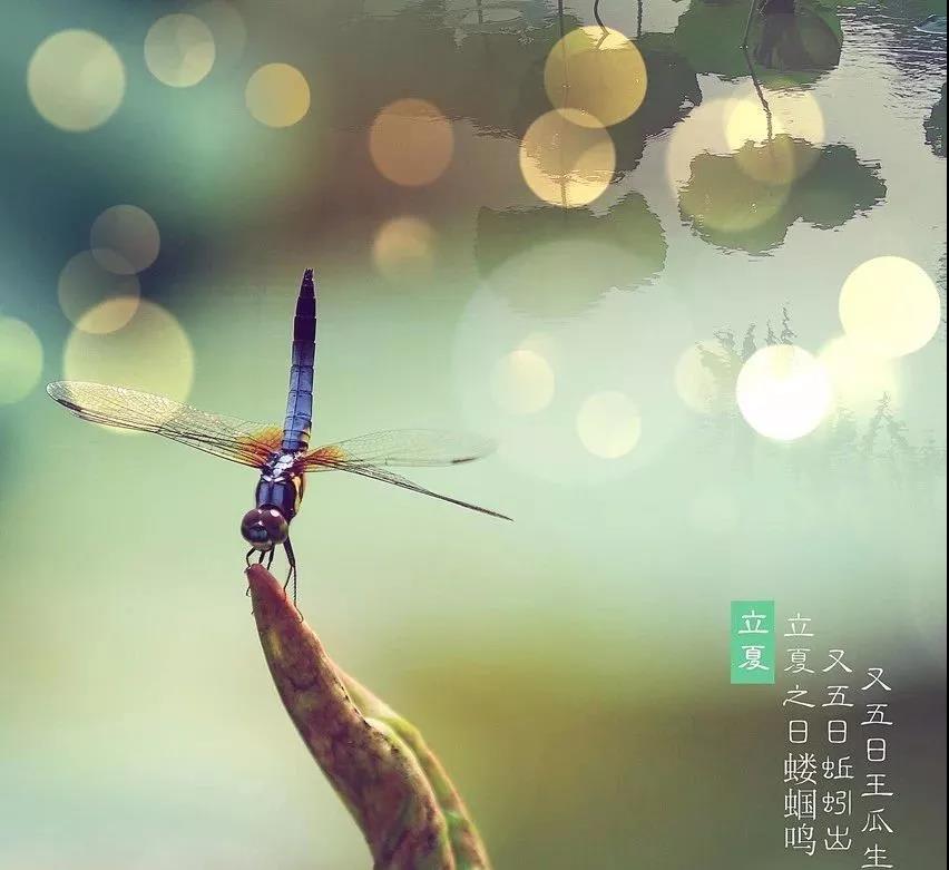 立夏丨春意藏夏初长风暖人间草木香
