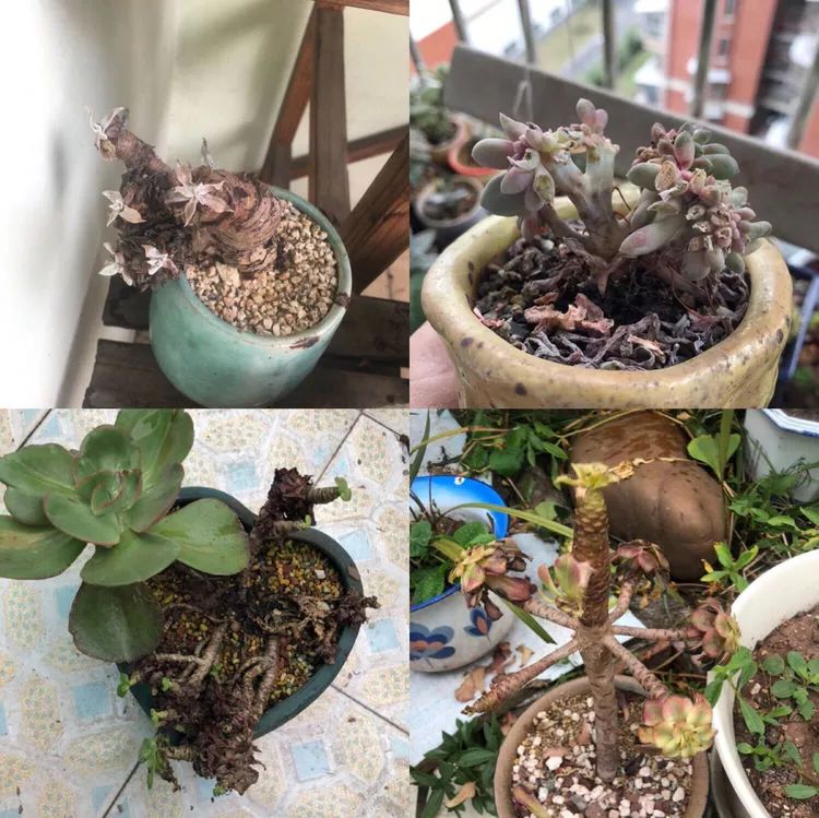 闲聊多肉大军四川“兵团”川南支队养肉记！