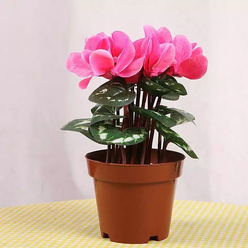 吸甲醛最快最有效的植物排名第一,吸甲醛最快最有效的植物排名