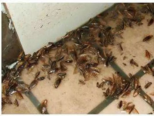 轻轻一喷快速消灭螨虫,车内蟑螂怎么消灭