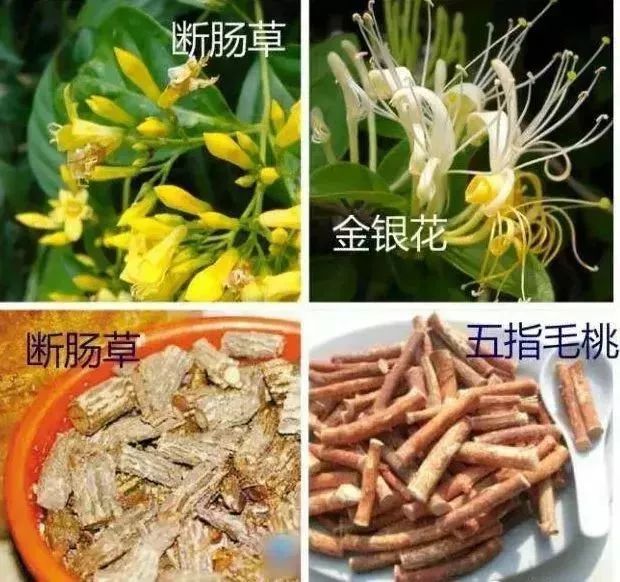 广东煲汤常用的植物,广东农村常见煲汤的草药