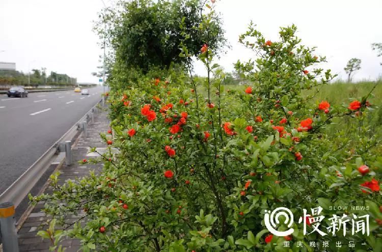 渣滓堆“变”花海，江北的颜值又提升了！
