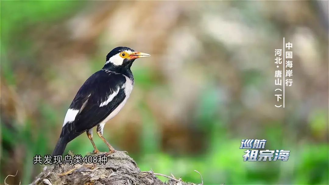 我想去唐山三岛曹妃甸港看看感受下百年“评”韵绽芳华