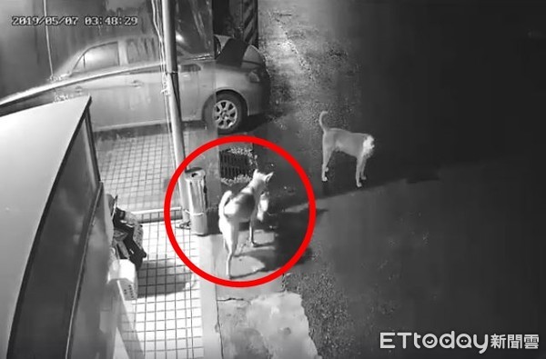 浪喵饲料整桶不见　2狗偷吃+外带