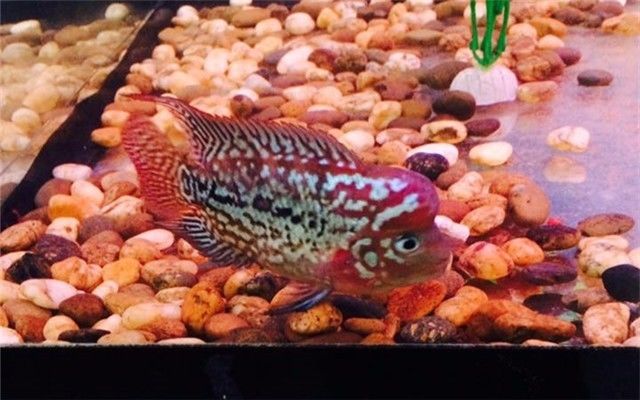 罗汉是不是不会死,罗汉真的很可怕吗