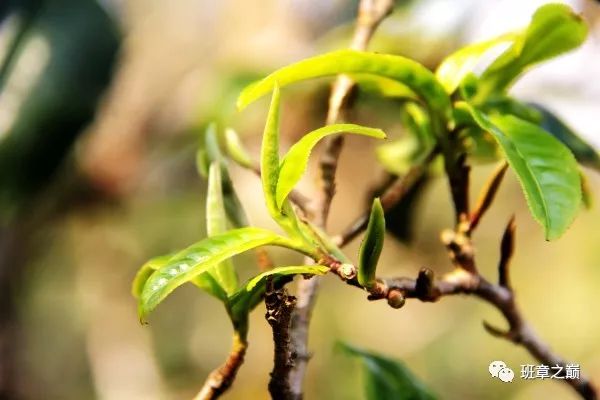 品一杯香茗赏千古美文,品一杯香茗感受诗和远方