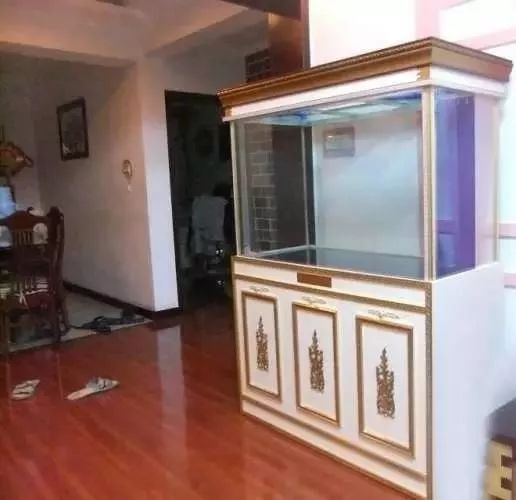 1.5米生态缸的用料及造景,1.2米的缸适合做什么缸