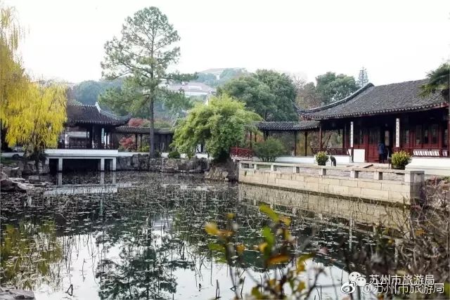 东山枇杷价格最新行情,东山枇杷今日价格