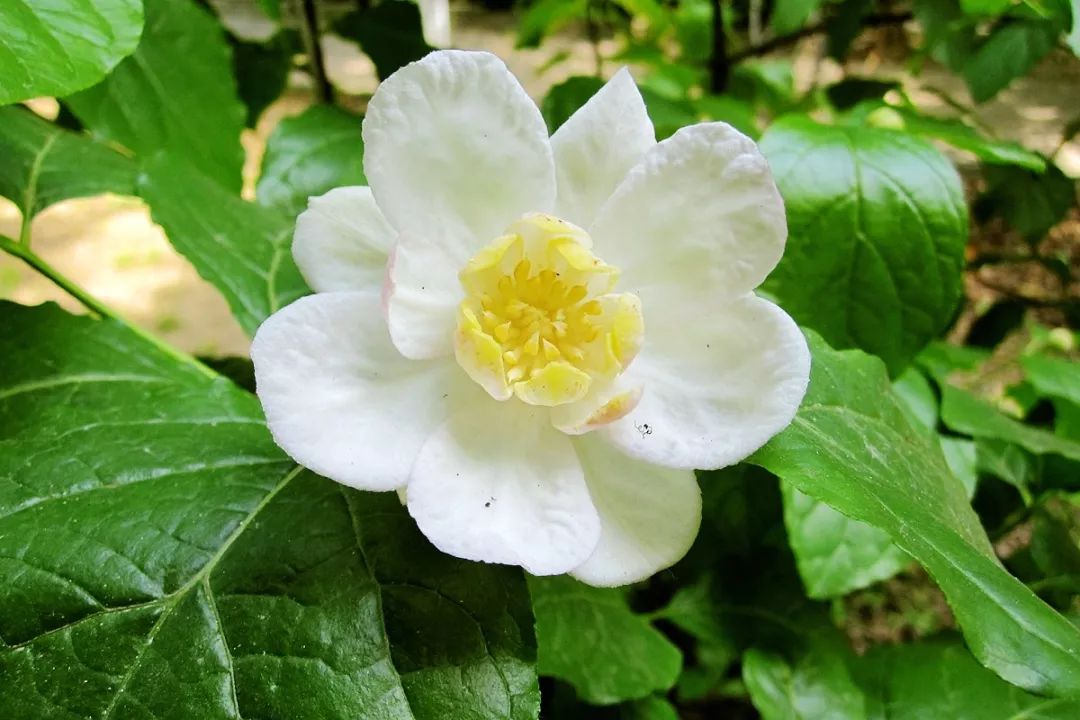 腊梅怎么开花,腊梅开花