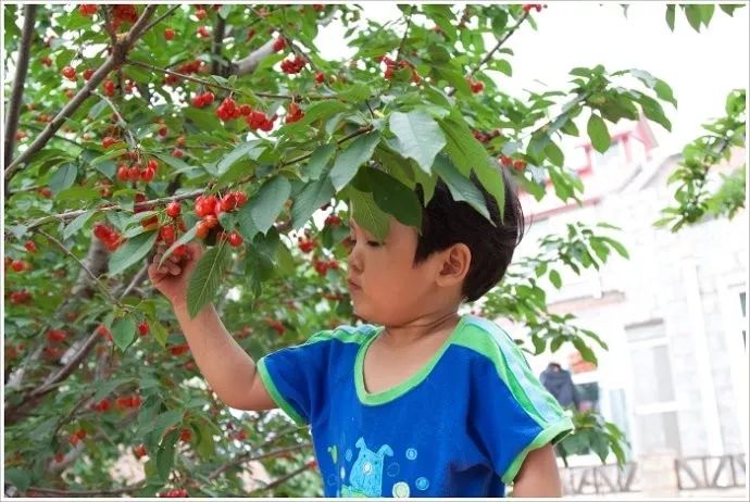 西安樱桃采摘全攻略,西安樱桃采摘时间表
