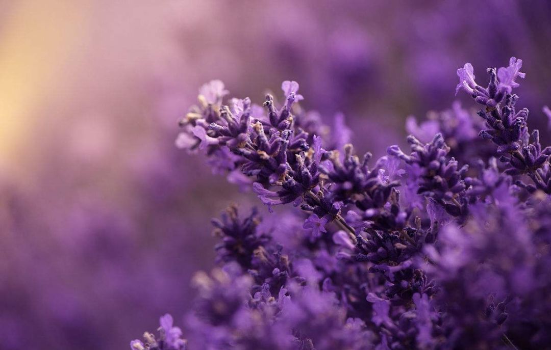 麻范儿好物|和投保美腿3000万的莫文蔚比，刘亦菲、阿娇输在了一条裤子上