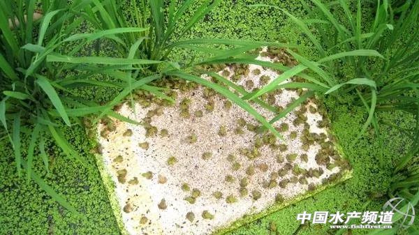 稻田养殖田蛙的利润怎么样,稻田黑斑蛙养殖政策