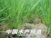 稻田养殖田蛙的利润怎么样,稻田黑斑蛙养殖政策