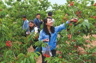 陕西的樱桃好吃,陕西大樱桃酸甜可口