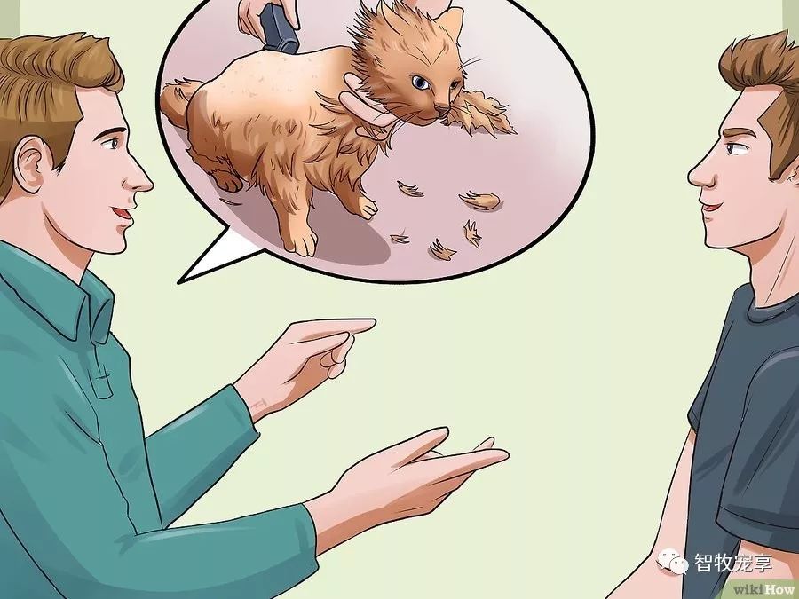 铲屎官如何利用猫毛,给猫剃毛用什么推子比较好