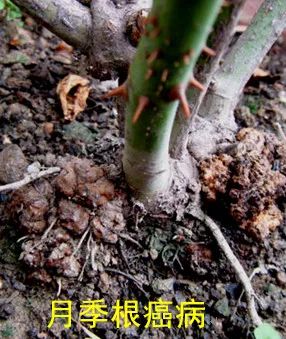 果汁阳台月季如何防治病虫害,藤本月季的病虫害及防治