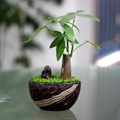 仙人掌养花知识,仙人掌养不死的诀窍