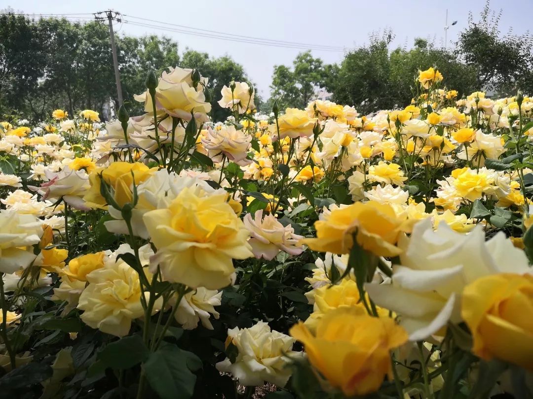 绿化专家：赏月季，来泰达就够了